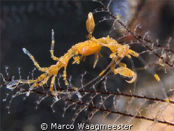 Yellow Skeleton Shrimp
(Canon G9 / Inon D2000) by Marco Waagmeester 